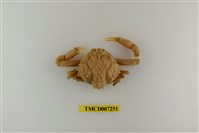 藏品(泡型長螯蟹)的圖片